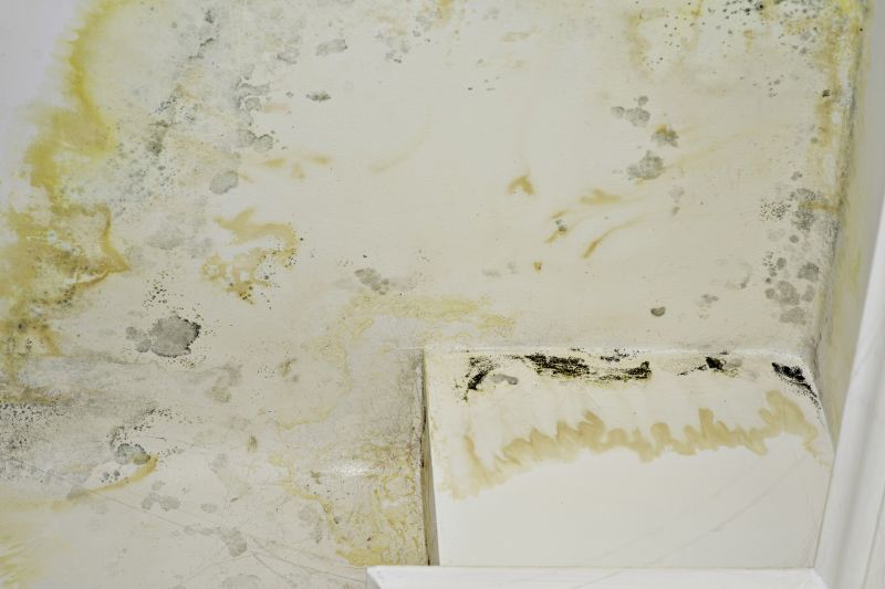 Attic Mold Remediation in Fort Lauderdale, FL