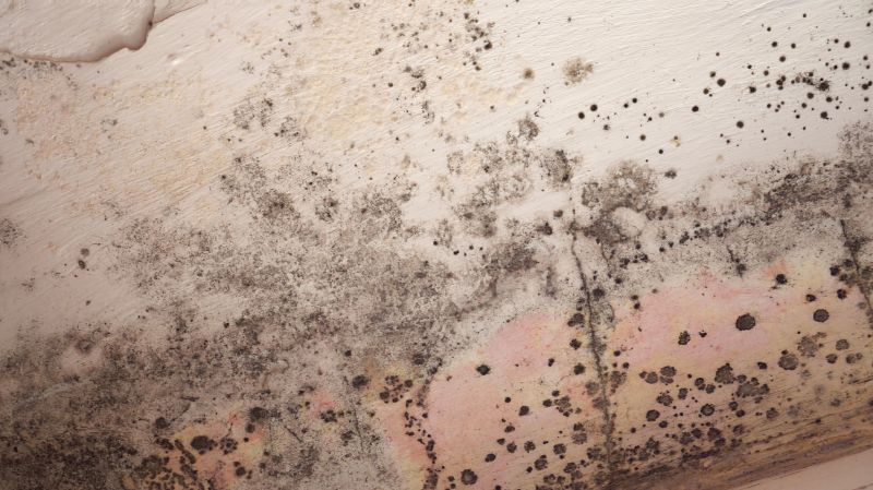 Attic Mold Removal in Fort Lauderdale, FL