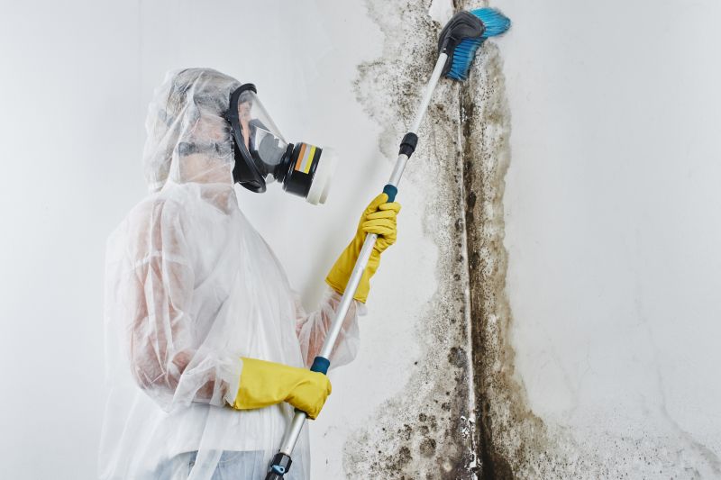 Attic Mold Removal in Frisco, TX