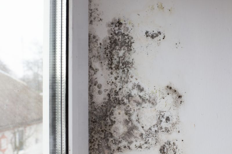 Attic Mold Removal in Frisco, TX