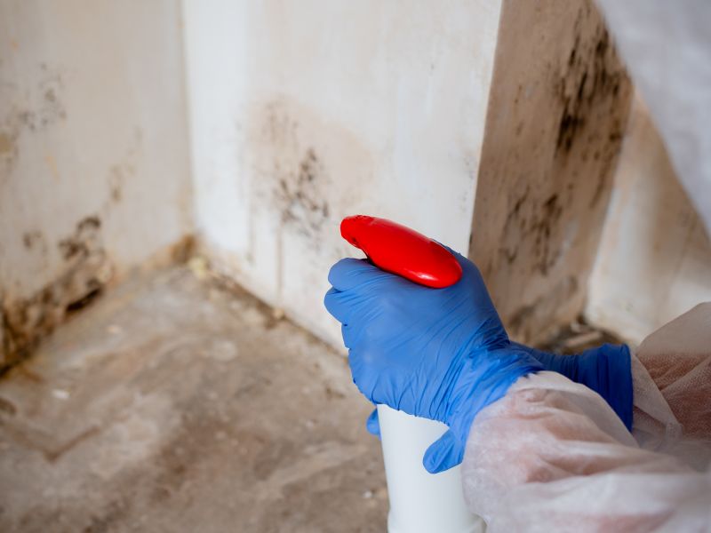 Black Mold Remediation in Frisco, TX