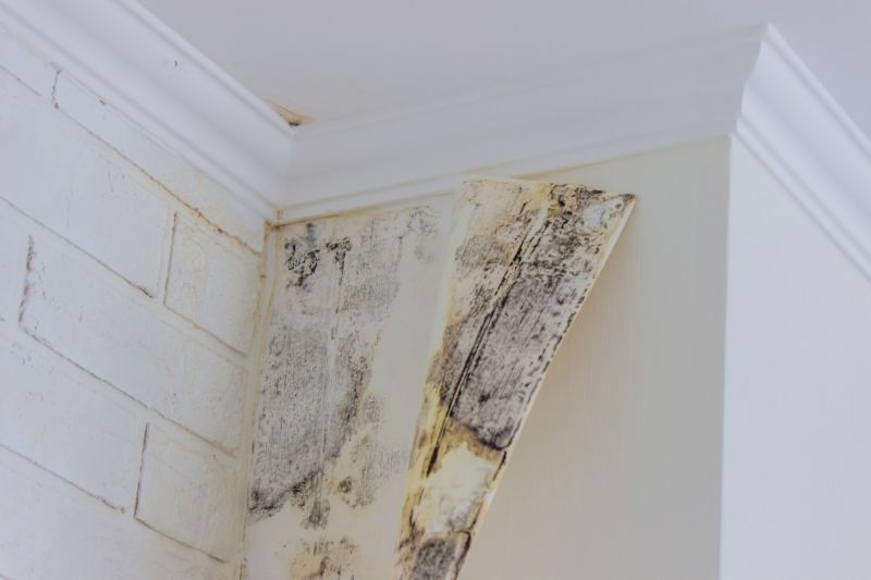 Black Mold Remediation in Dallas, TX