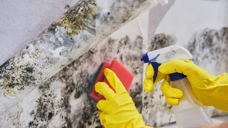 Mold Control in Frisco, TX