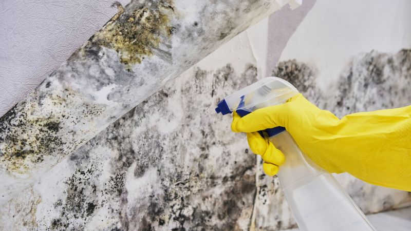 Mold Control in Rockwall, TX