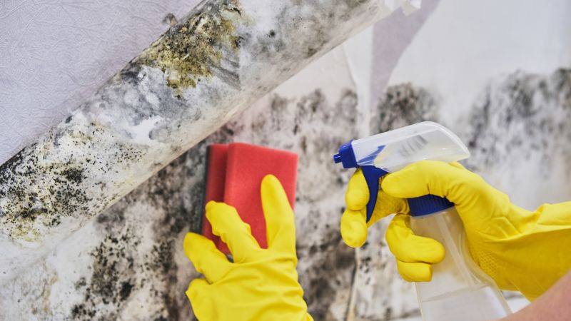 Mold Remediation Service in Fort Lauderdale, FL
