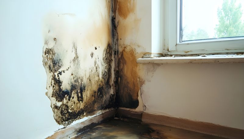 Mold Removal in Fort Worth, TX