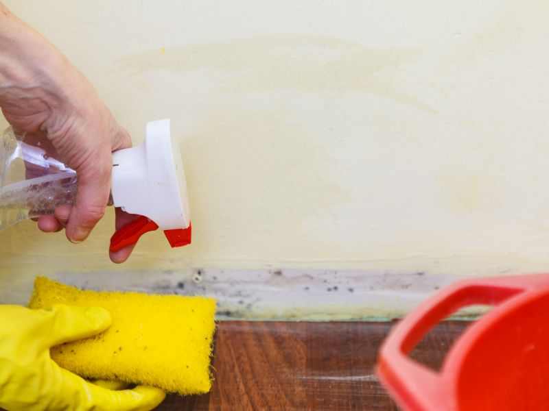 Mold Removal in Frisco, TX